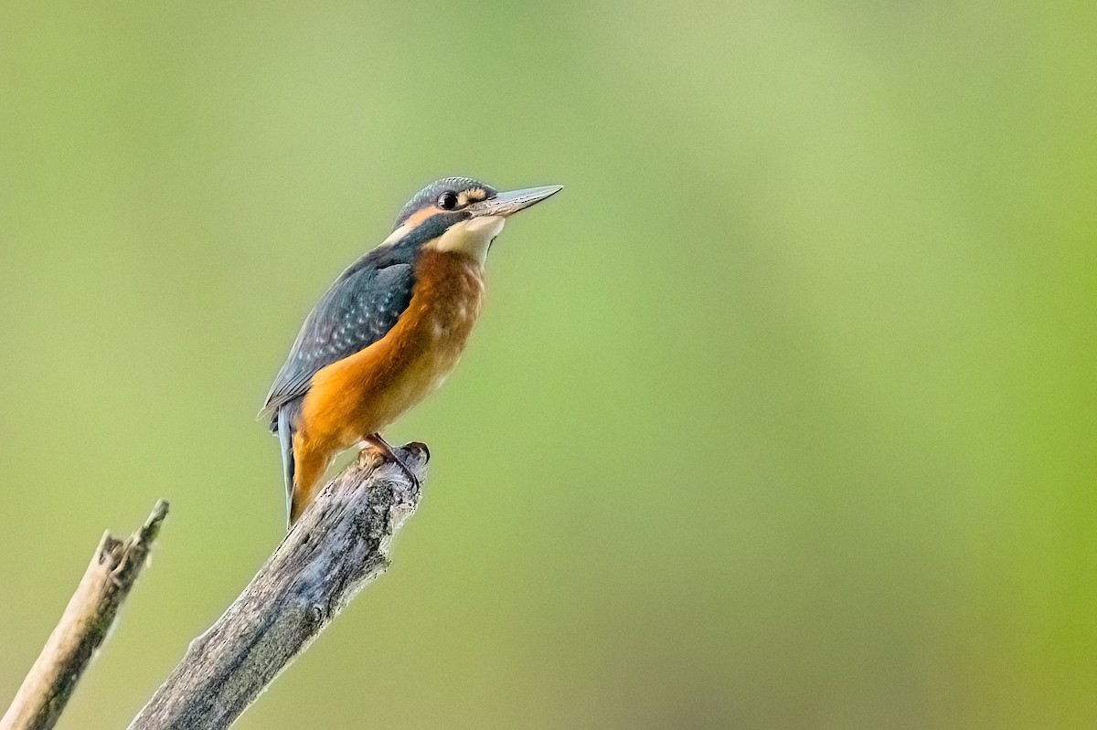 翠鳥 - ML641286467