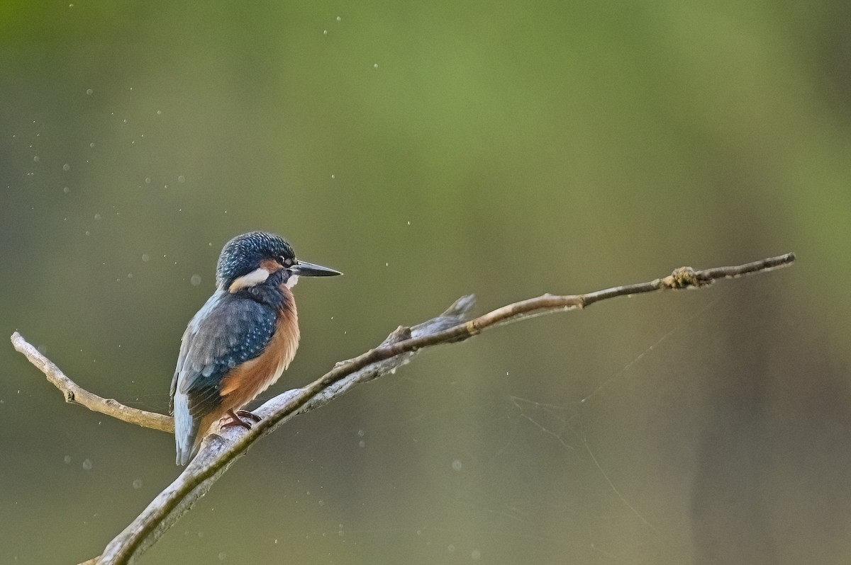 翠鳥 - ML641286468
