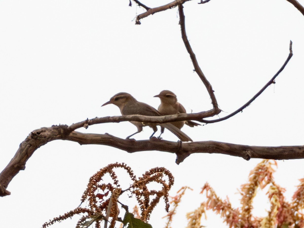 Thrush-like Wren - ML641286469