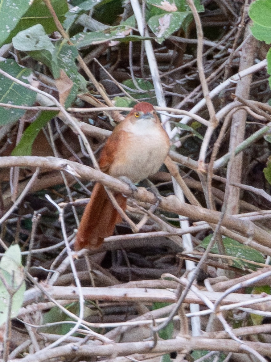 Greater Thornbird - ML641286477