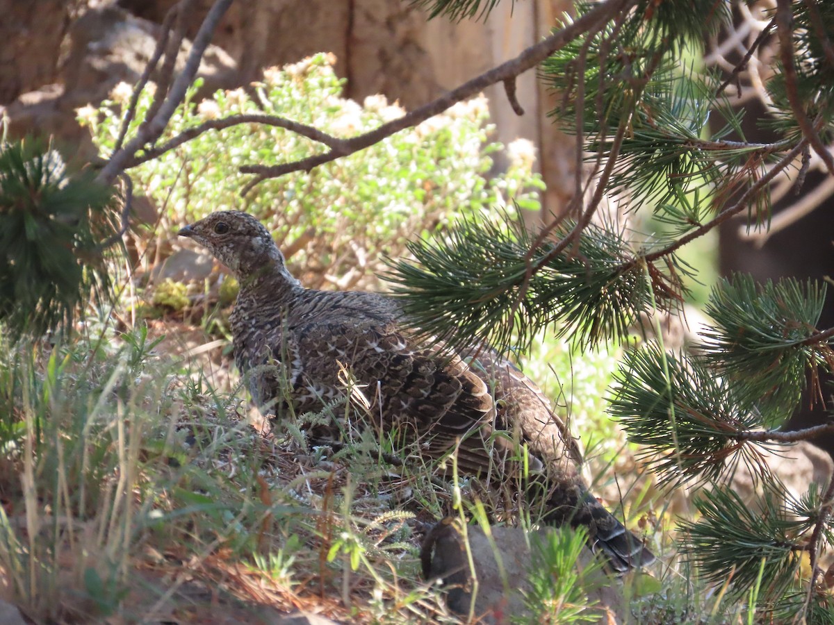 Gallo Oscuro - ML641286486