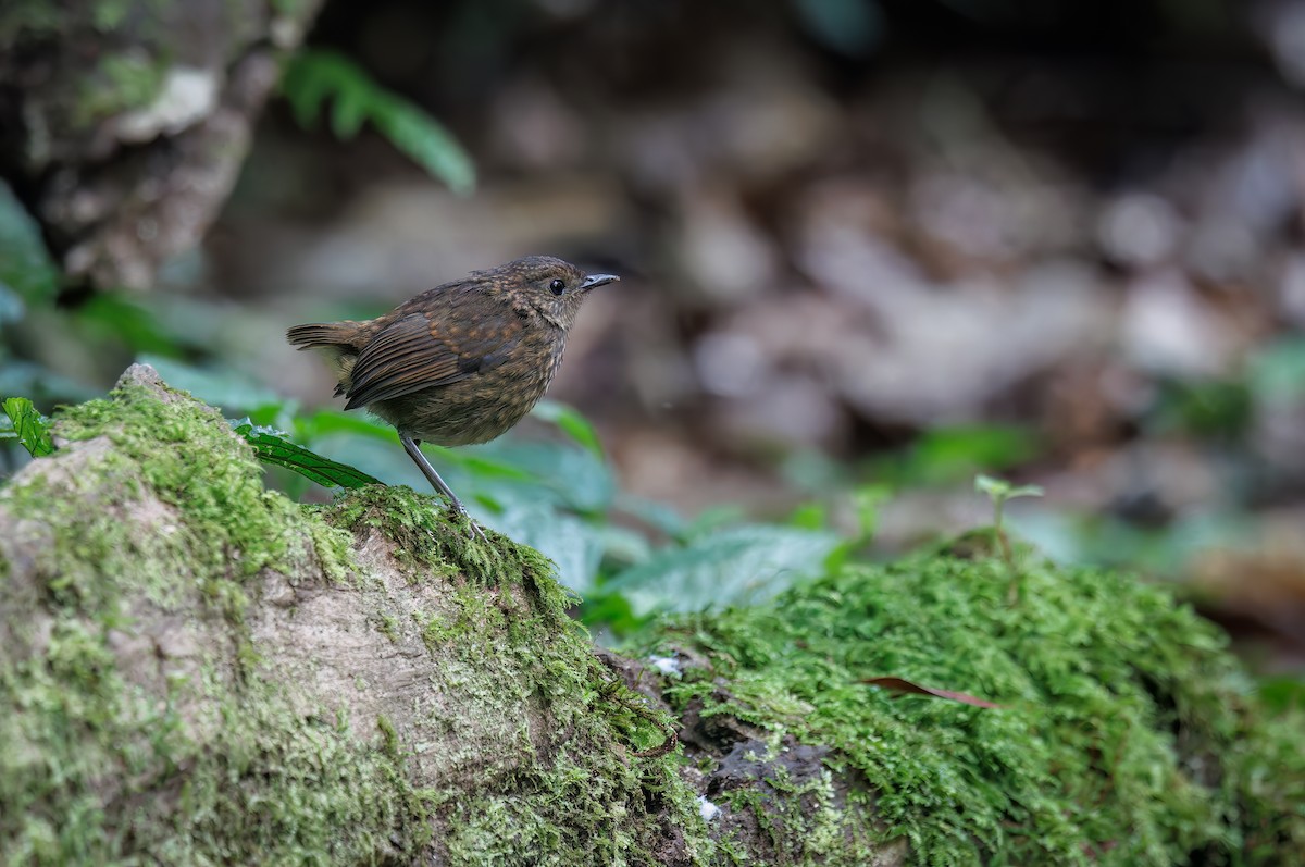 Lesser Shortwing - ML641286487