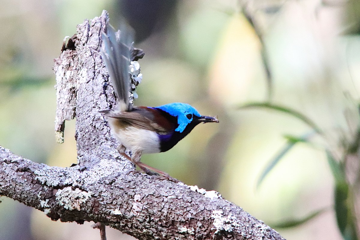 Variegated Fairywren - ML641286492