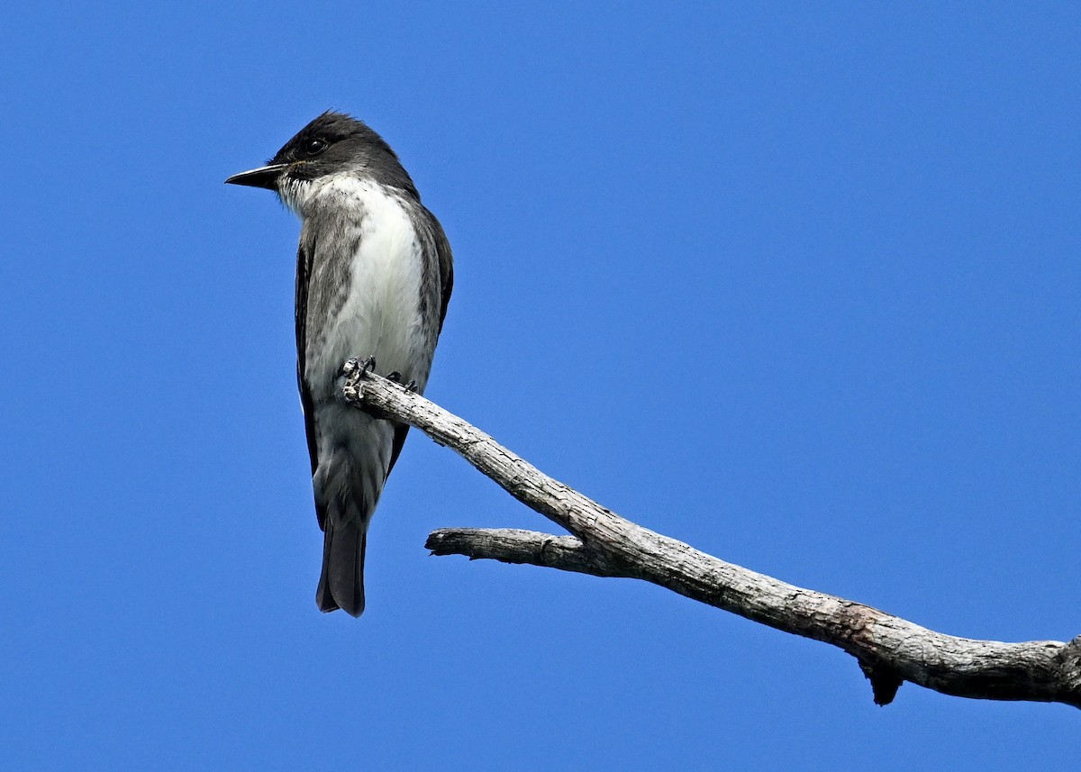 jakkepivi - ML641286496