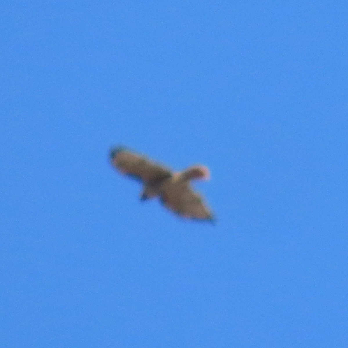 Red-tailed Hawk - ML641286510