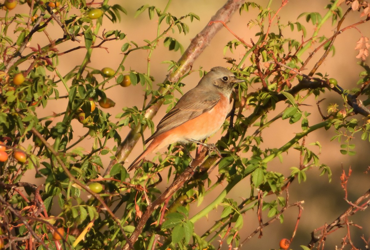 Common Redstart - ML641286514