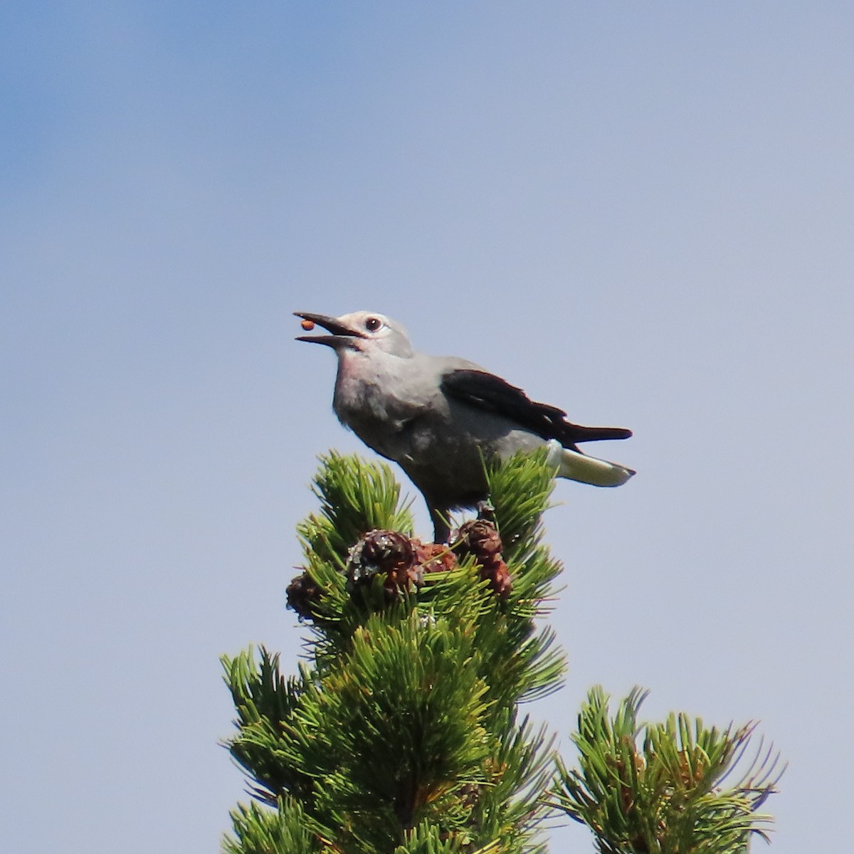 Clark's Nutcracker - ML641286515