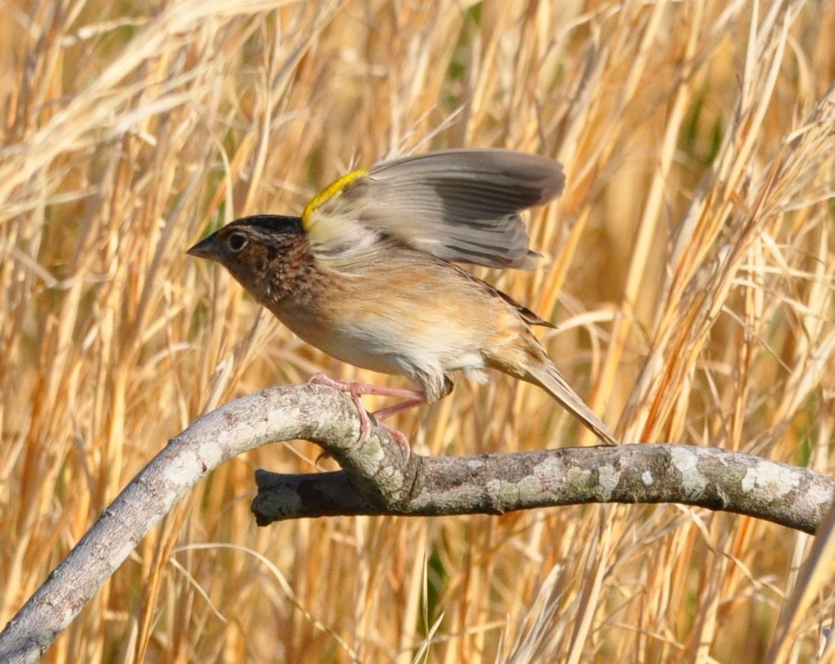 Grasshopper Sparrow - ML641286517