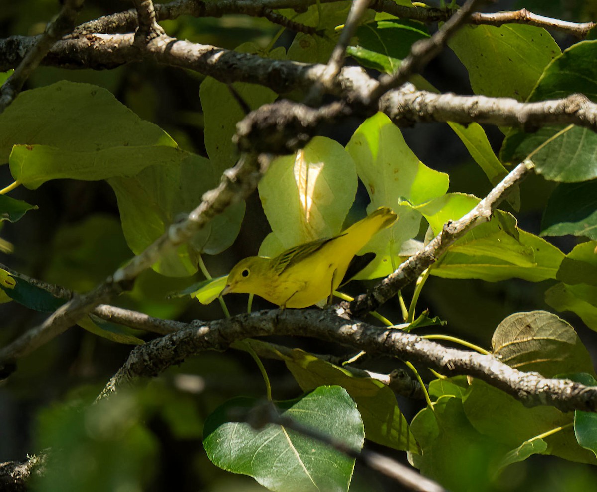 Yellow Warbler - ML641286521
