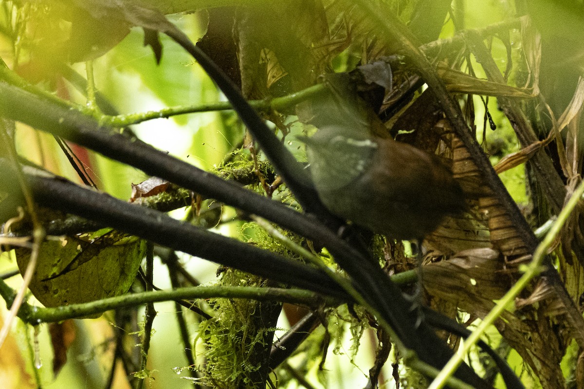 Silvery-fronted Tapaculo - ML641286528