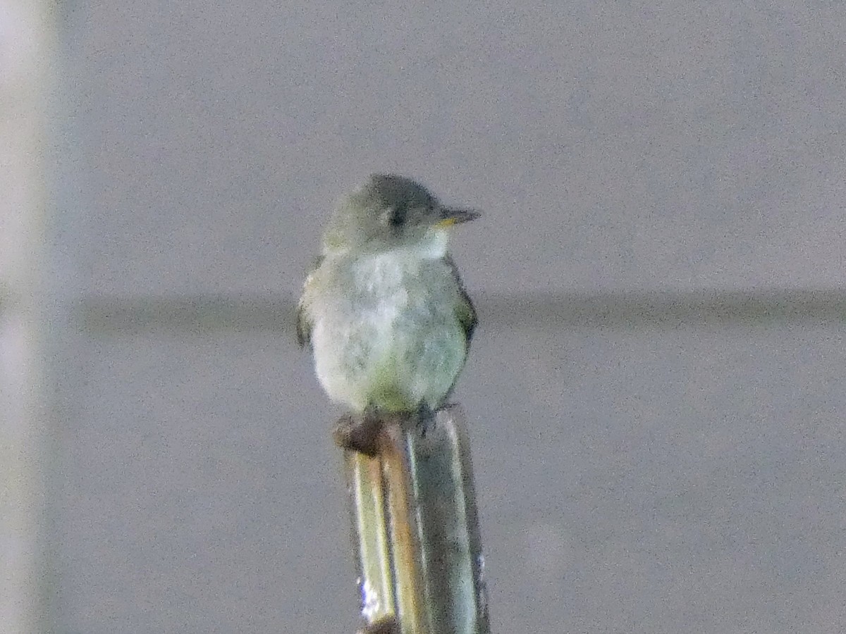 Eastern Wood-Pewee - ML641286533