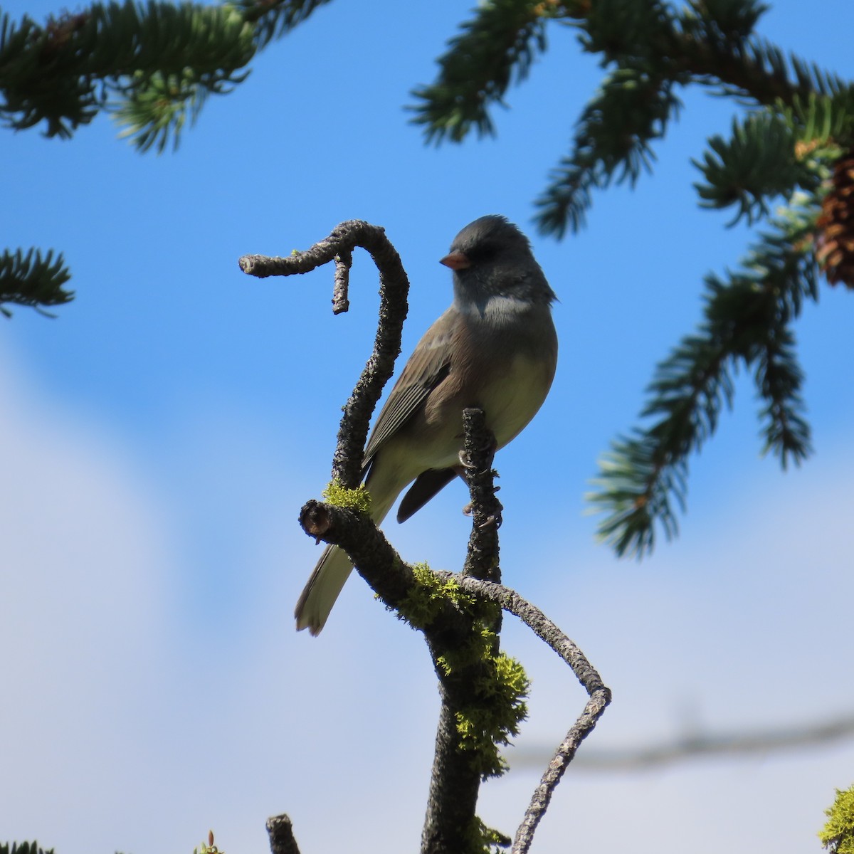 Dark-eyed Junco - ML641286537