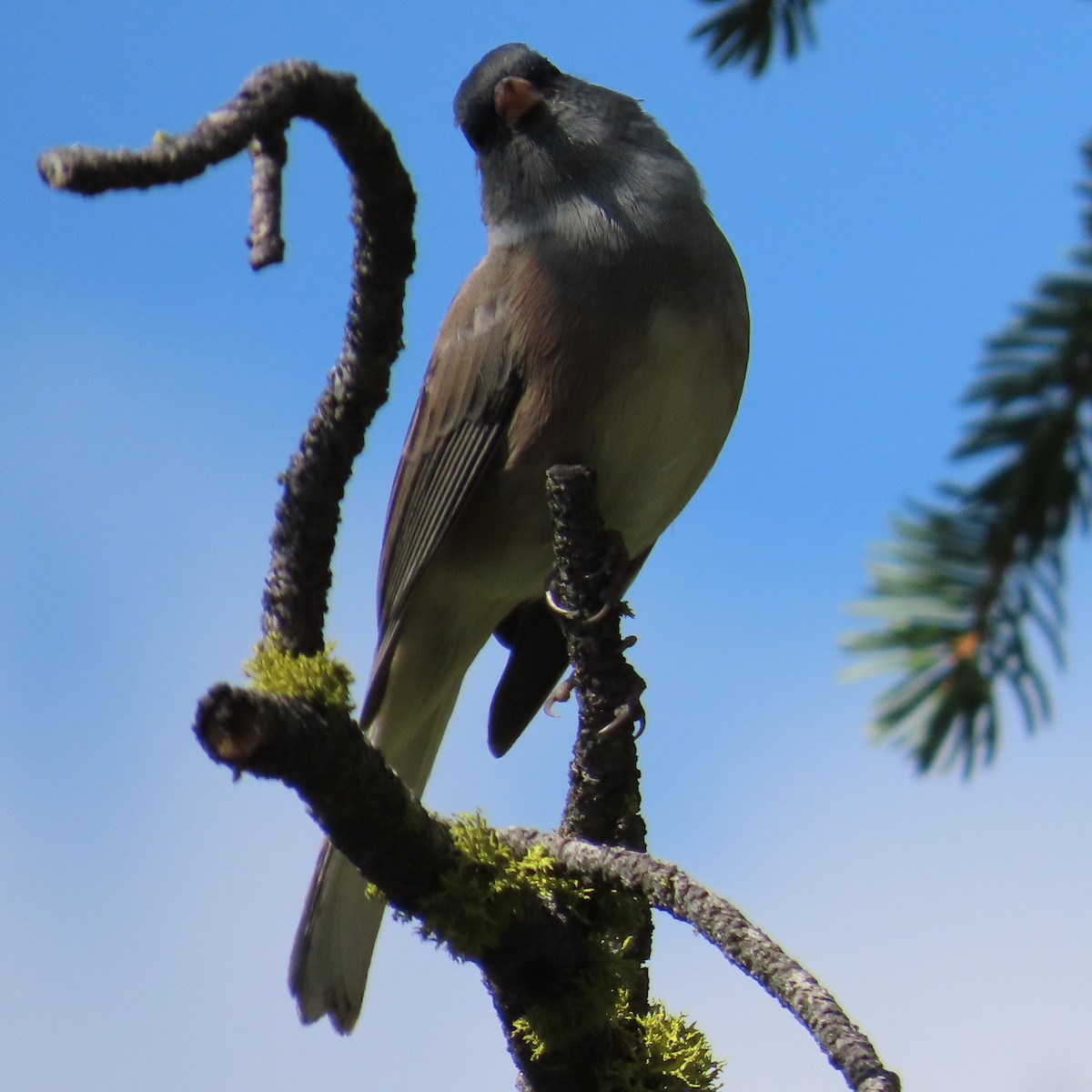 Junco Ojioscuro - ML641286546