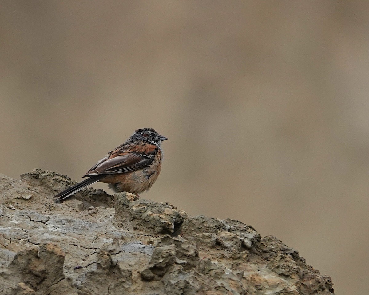 Godlewski's Bunting - ML641286552