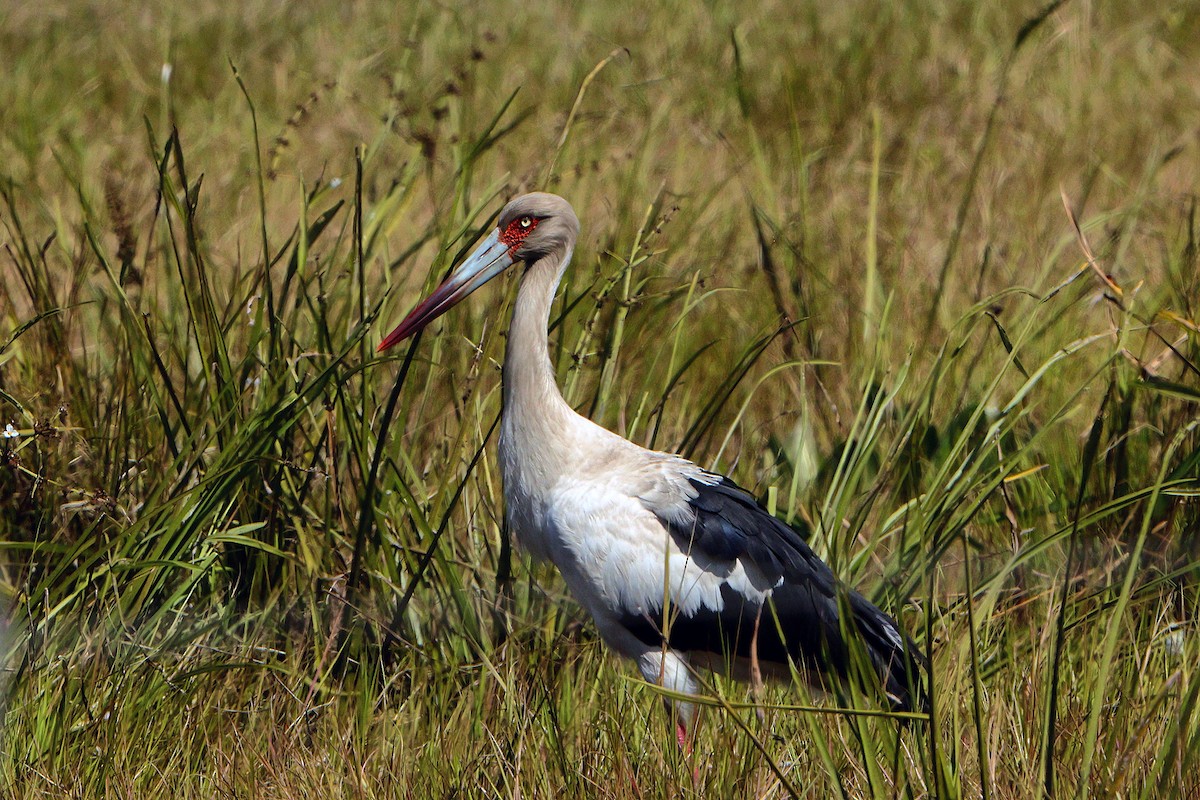 Maguari Stork - ML641286553