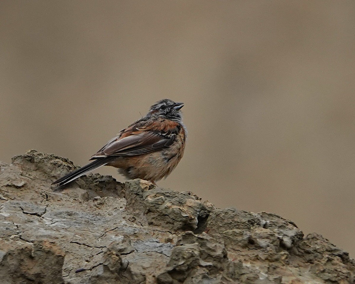 Godlewski's Bunting - ML641286554