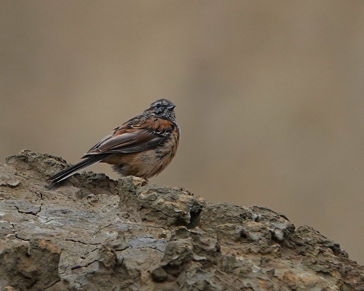 Godlewski's Bunting - ML641286557