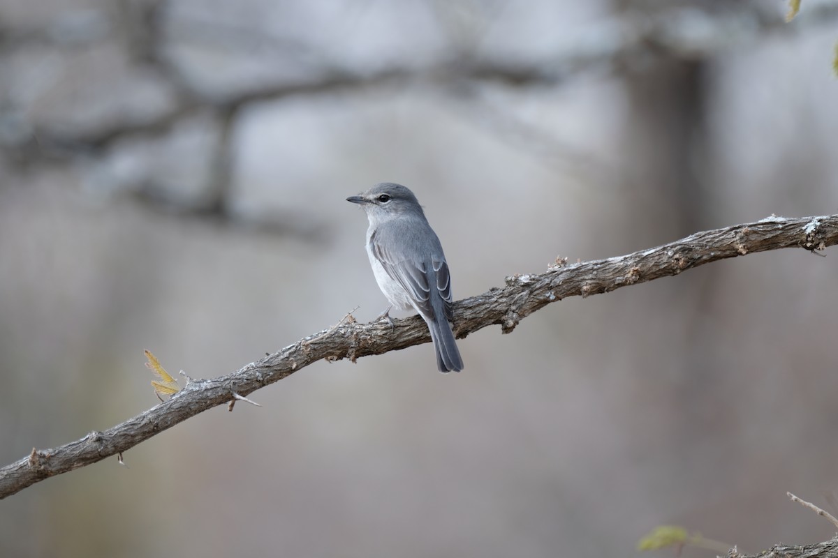 Ashy Flycatcher - ML641286569