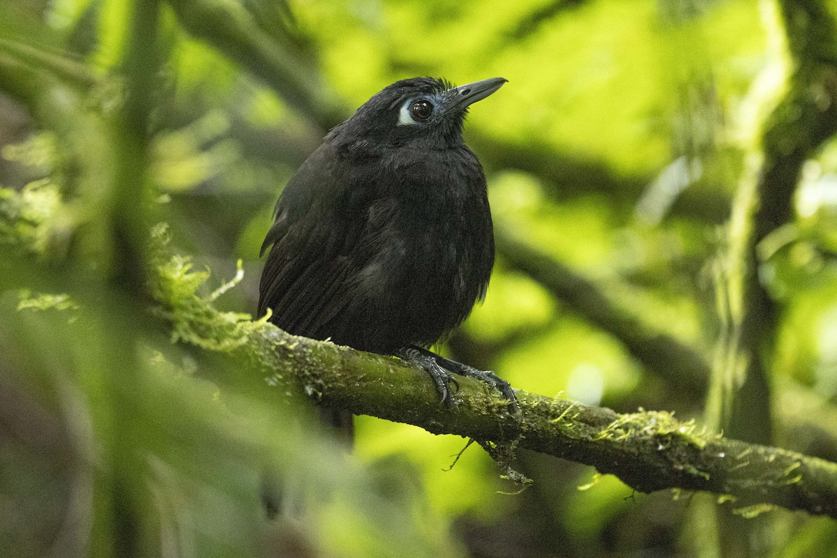 Zeledon's Antbird - ML641286574