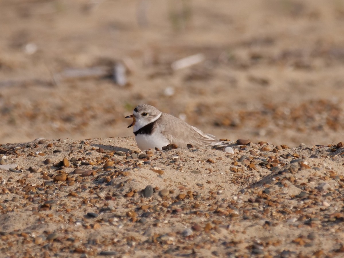Piping Plover - ML641286582