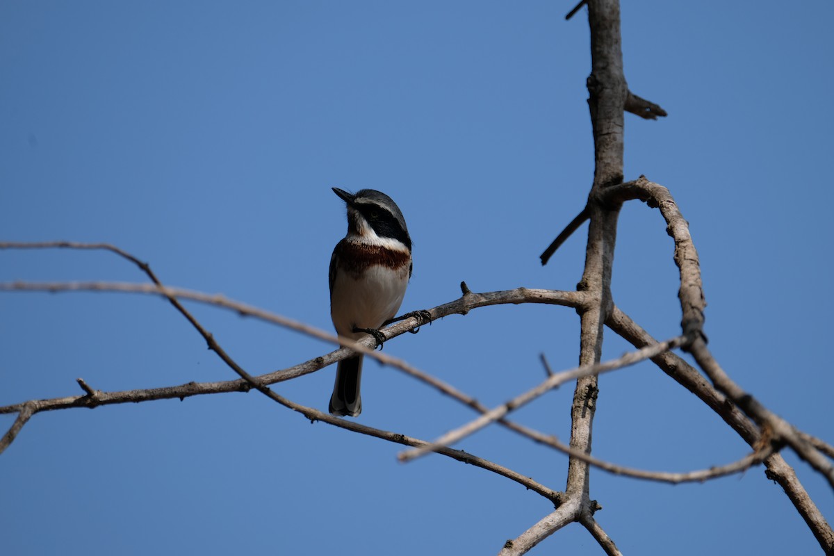 Chinspot Batis - ML641286586