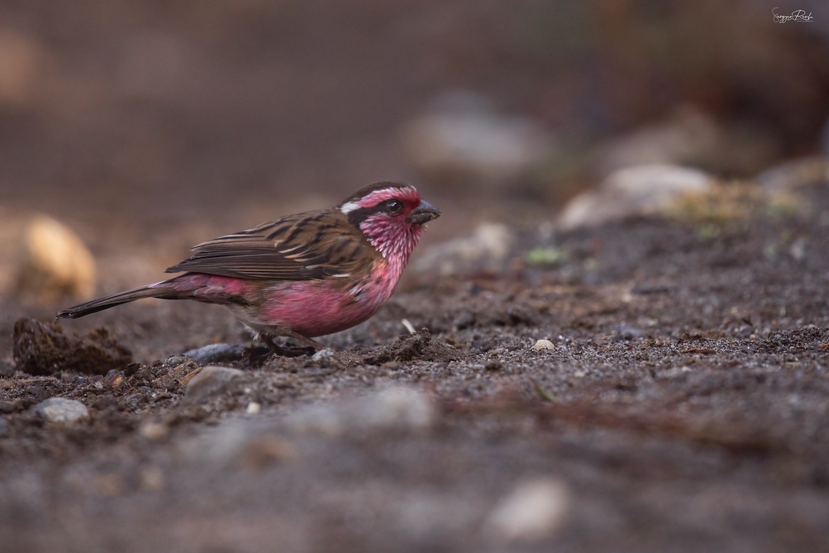 Himalayan White-browed Rosefinch - ML641286600