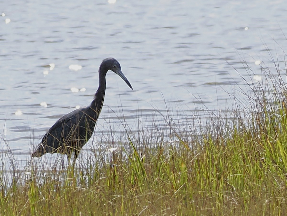 Little Blue Heron - ML641286625