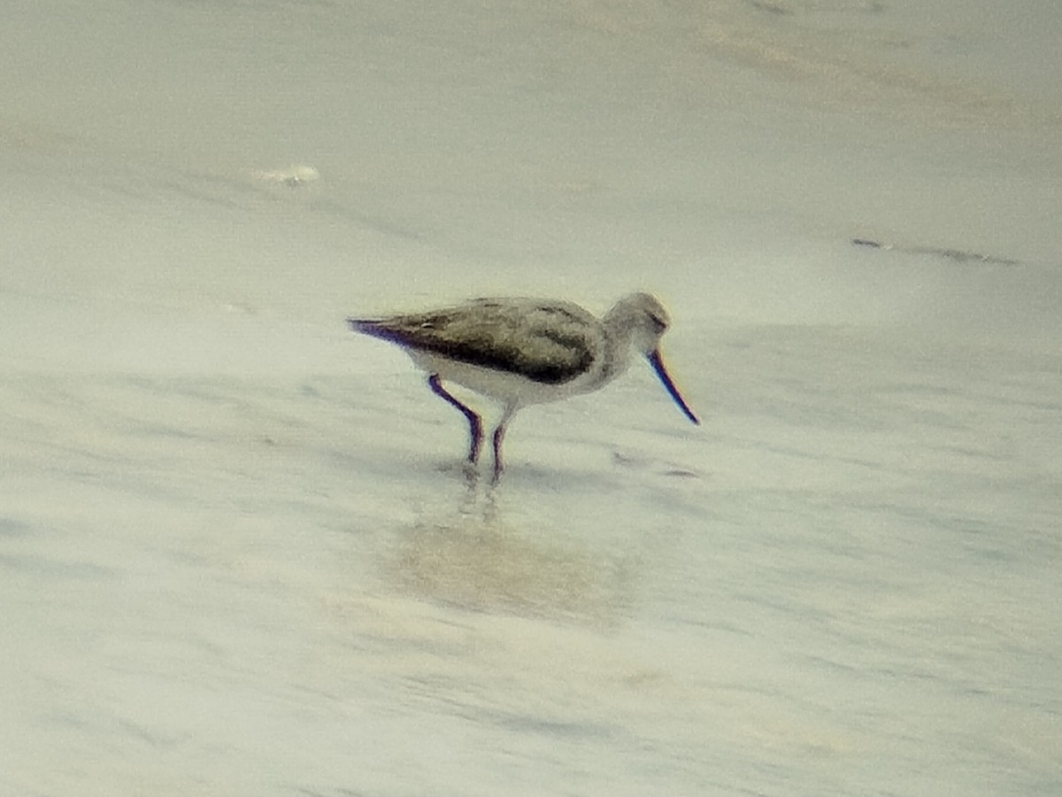 Terek Sandpiper - ML641286633
