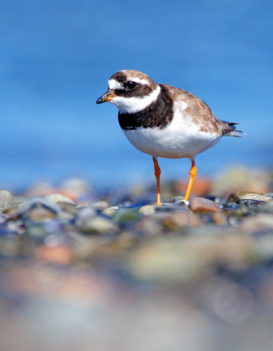 Common Ringed Plover - ML641286634