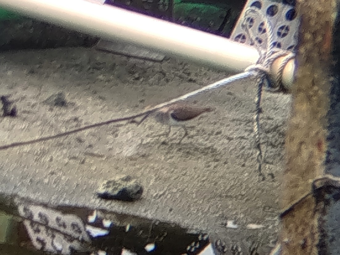 Common Sandpiper - ML641286641