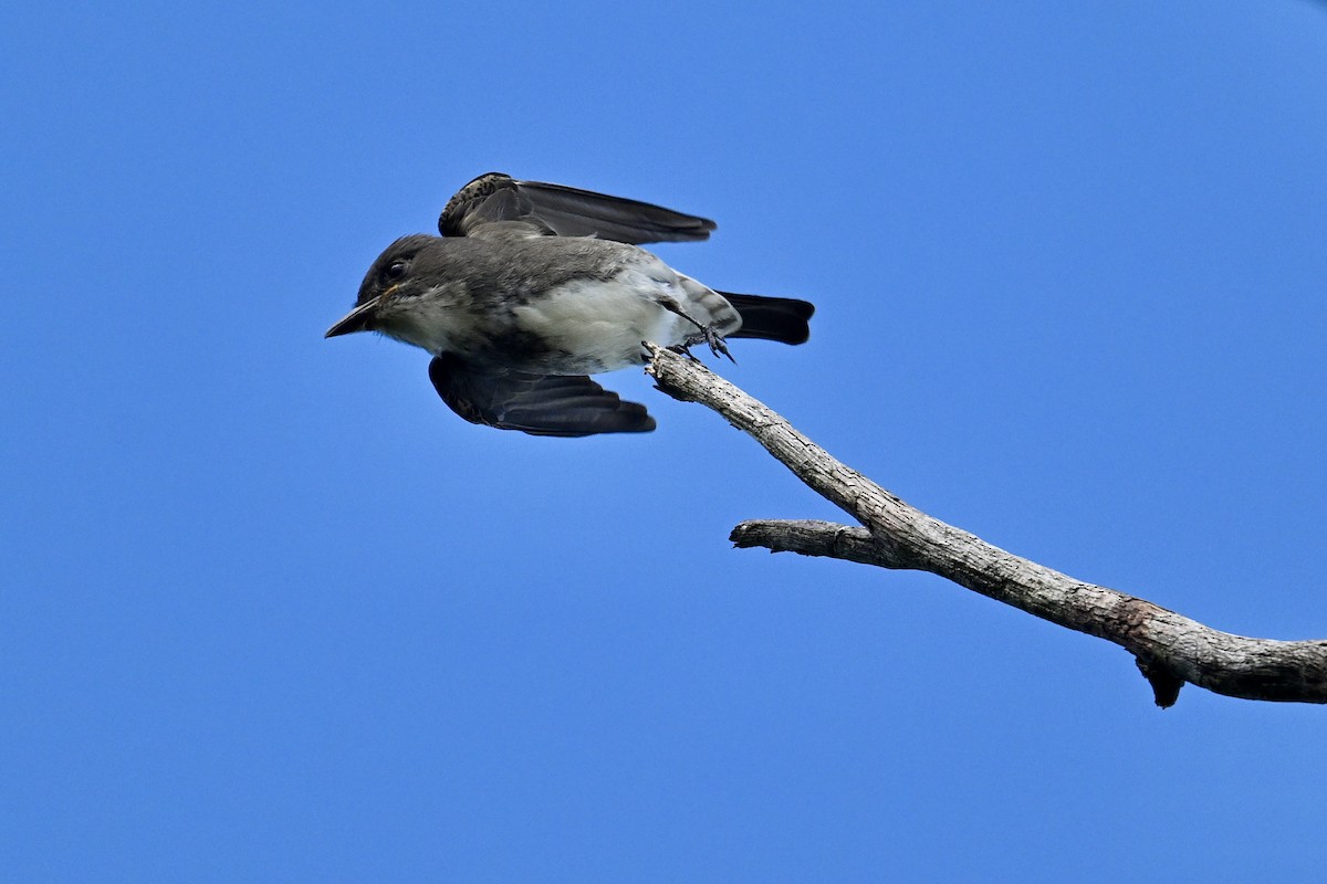 Olive-sided Flycatcher - ML641286642