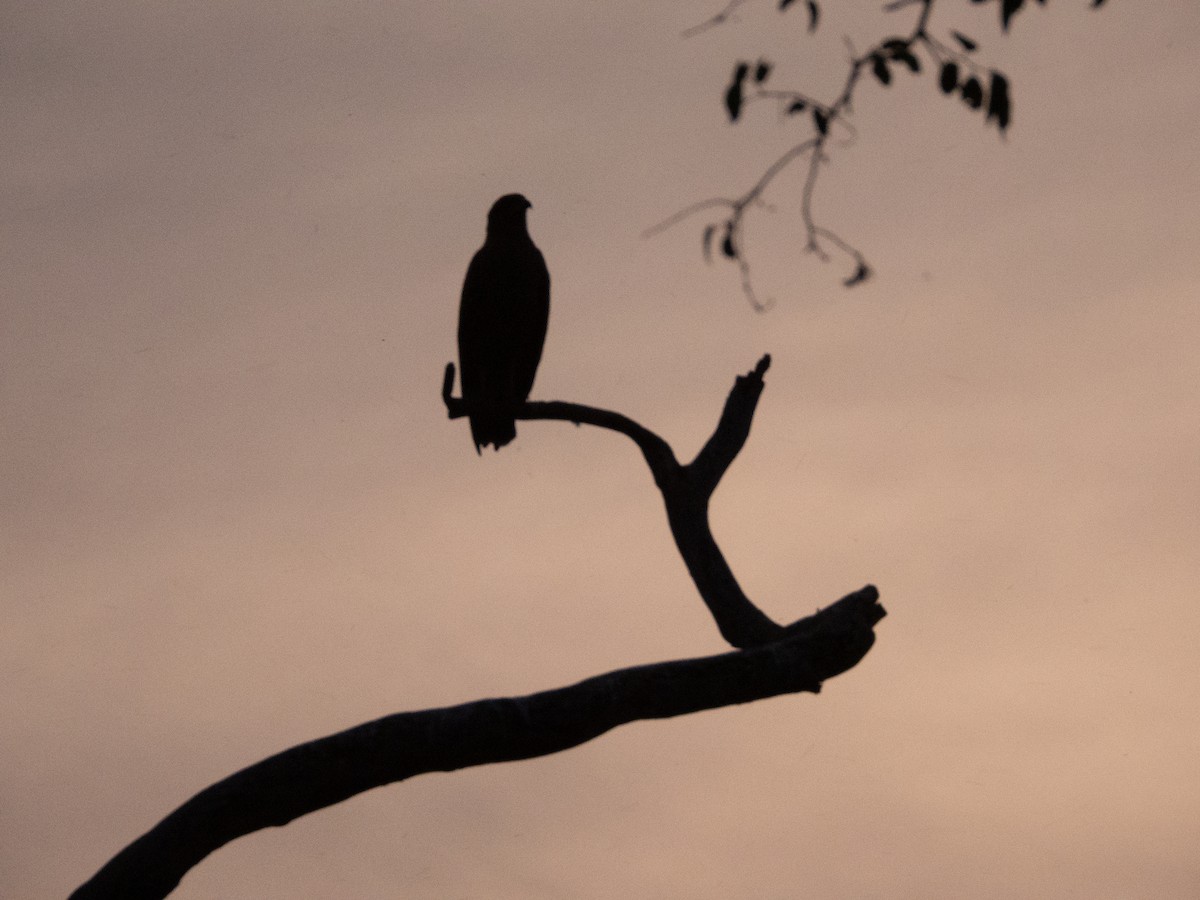 Great Black Hawk - ML641286644