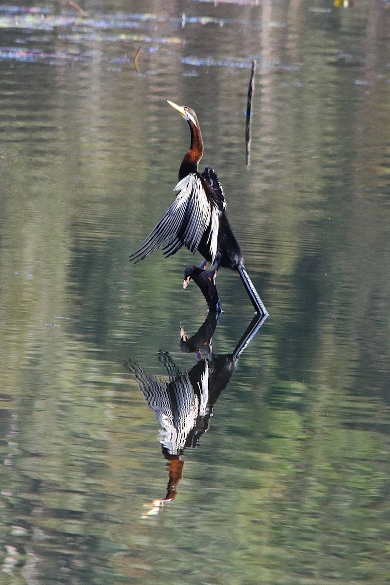 Anhinga australiarra - ML641286651