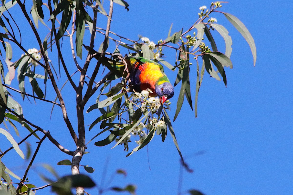 Rainbow Lorikeet - ML641286661