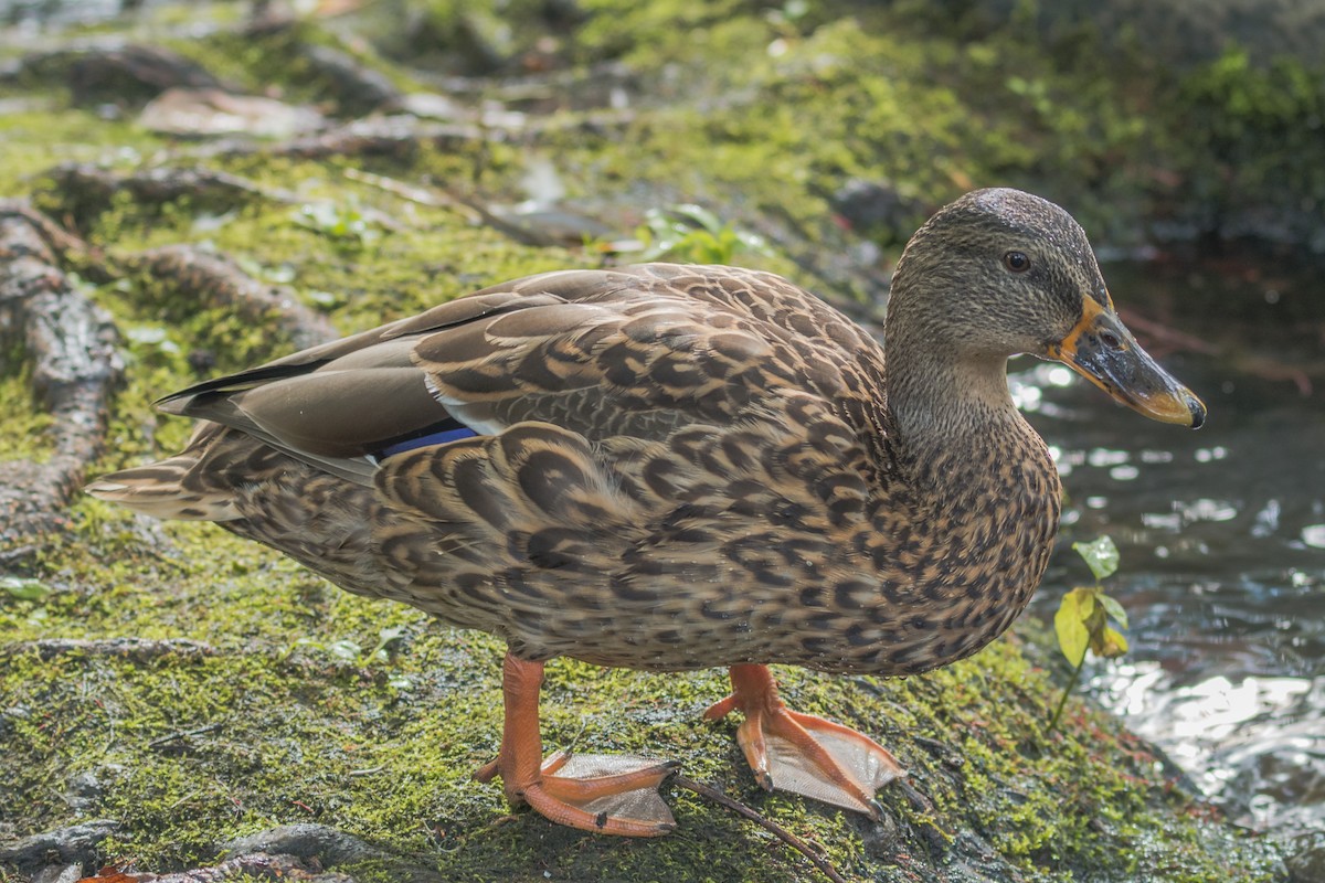 Canard colvert - ML641286665