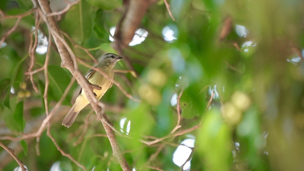Yellow-crowned Tyrannulet - ML641286666