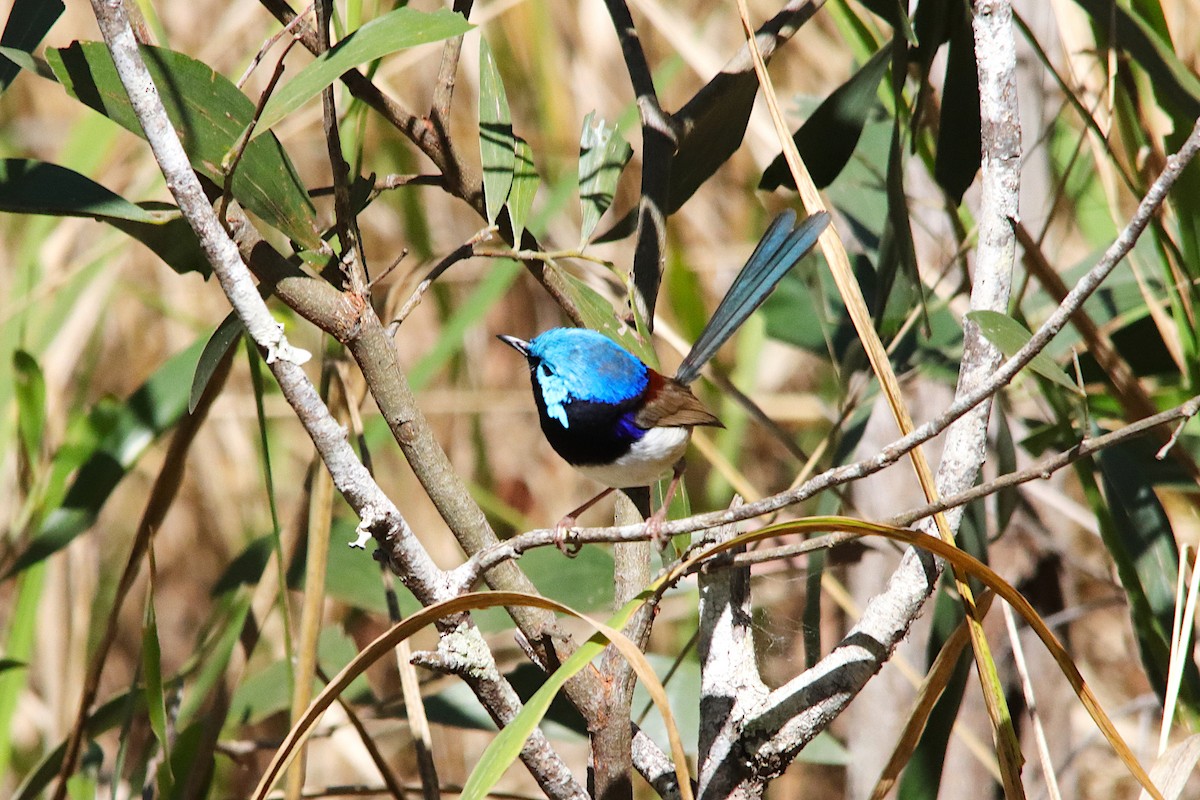 Variegated Fairywren - ML641286669