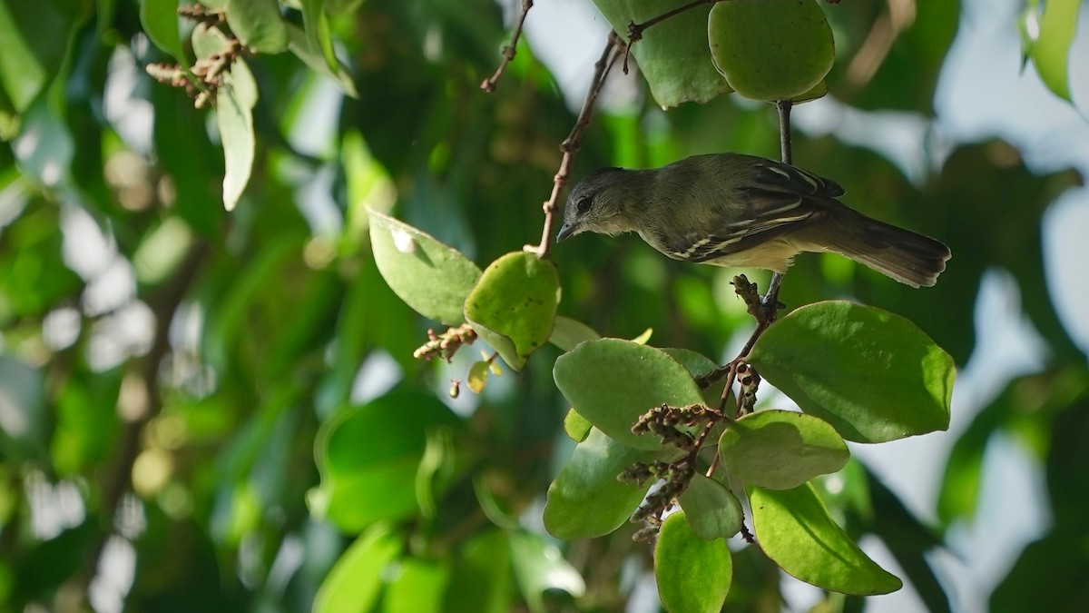 Yellow-crowned Tyrannulet - ML641286670