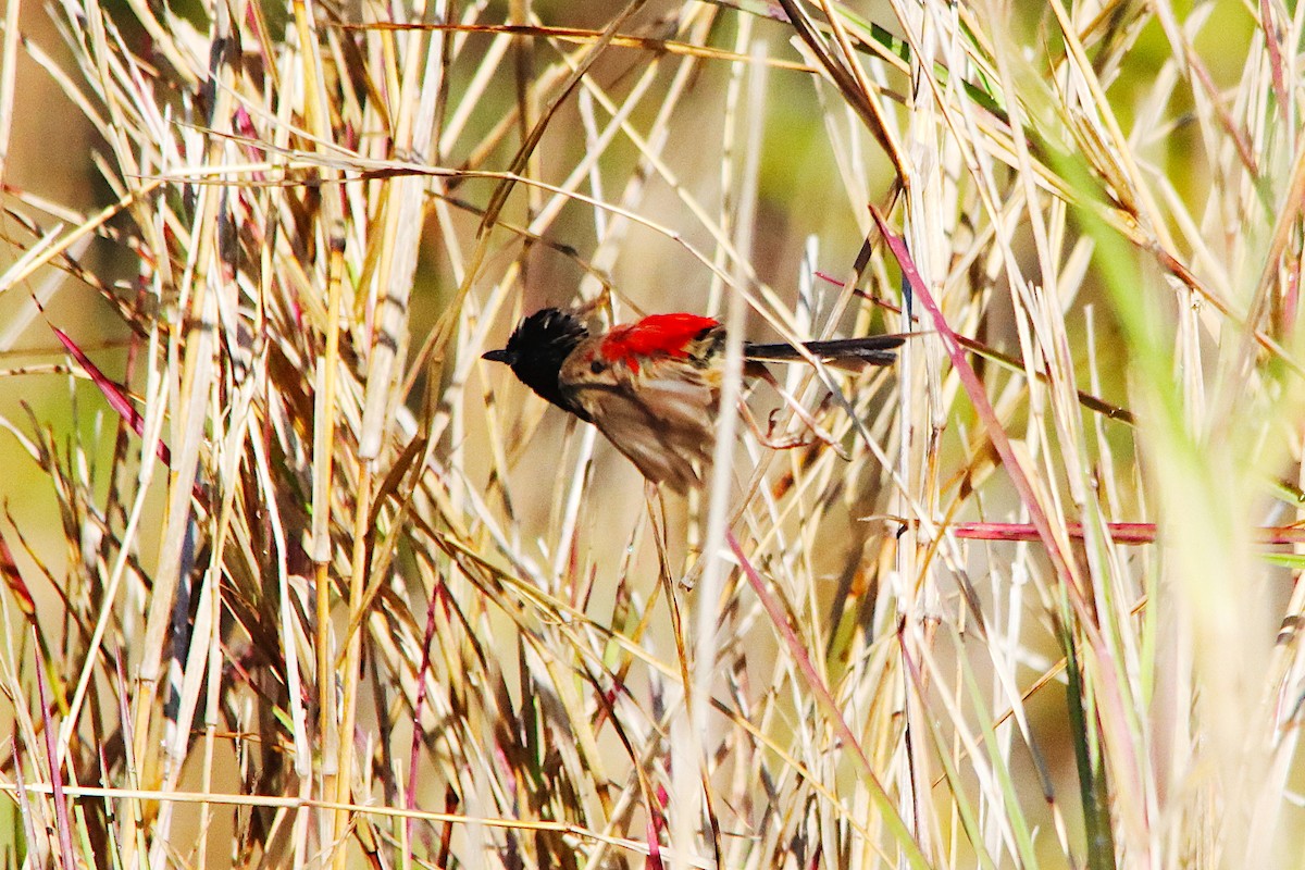 Red-backed Fairywren - ML641286675
