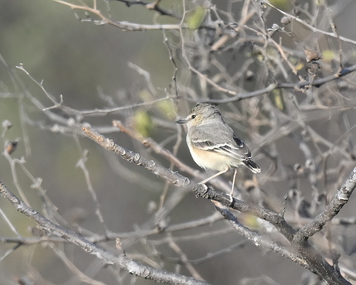Short-tailed Field Tyrant - ML641286678