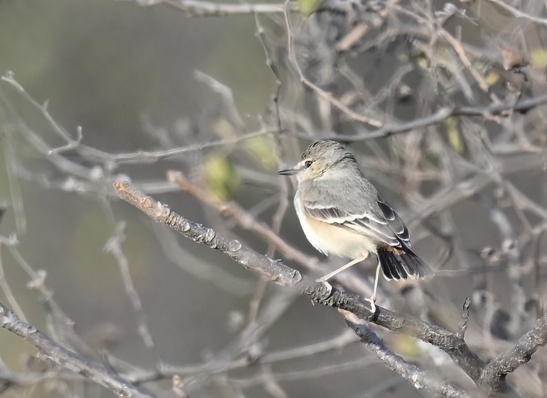 Short-tailed Field Tyrant - ML641286679