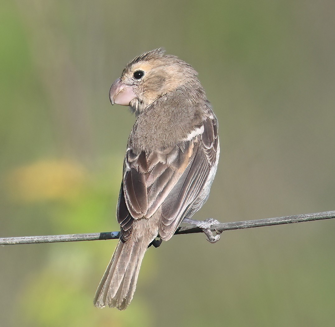Parrot-billed Seedeater - ML641286683