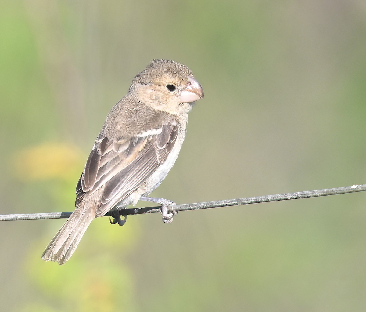Parrot-billed Seedeater - ML641286684