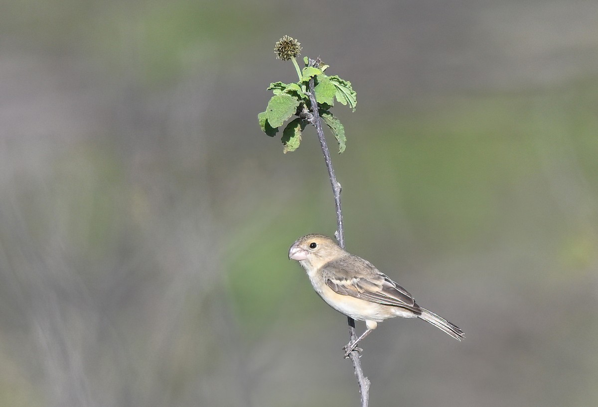 Parrot-billed Seedeater - ML641286685