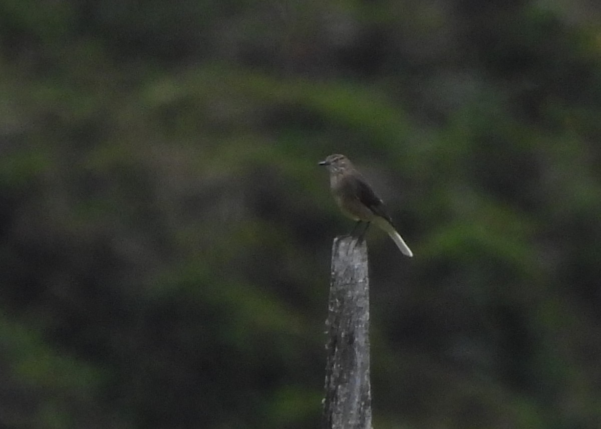 Black-billed Shrike-Tyrant - ML641286705