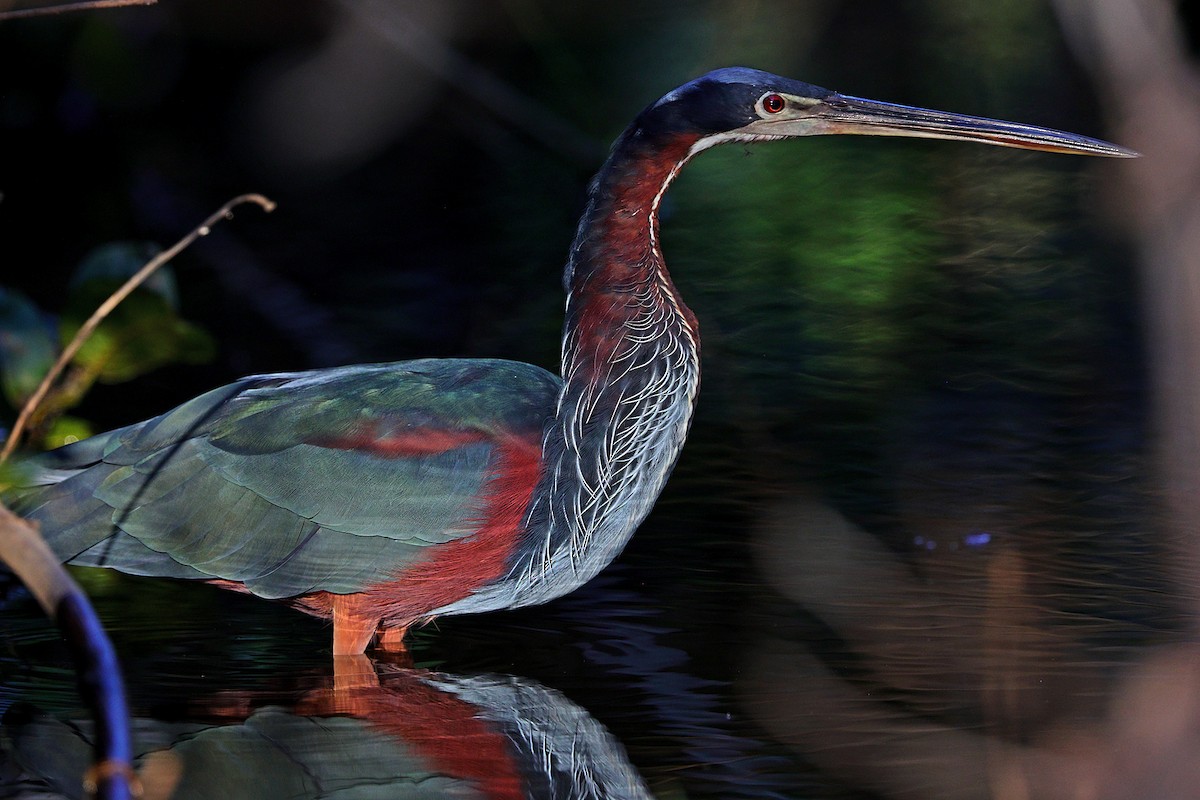 Agami Heron - ML641286736
