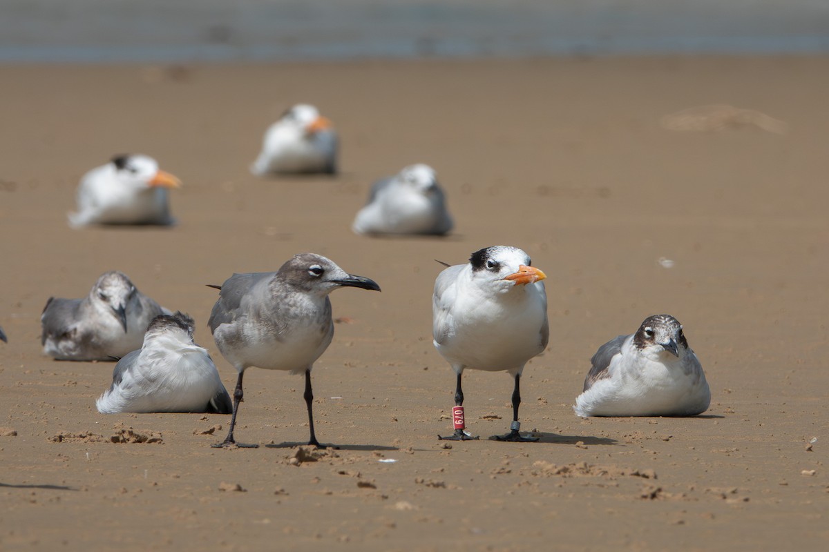 Royal Tern - ML641286761