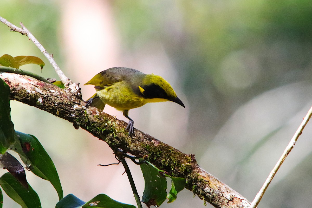 Yellow-tufted Honeyeater - ML641286858