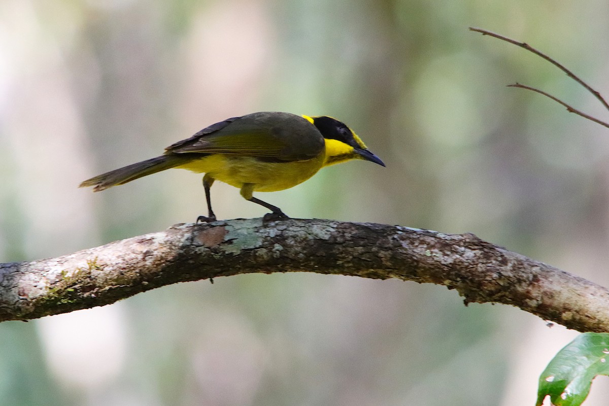 Yellow-tufted Honeyeater - ML641286859