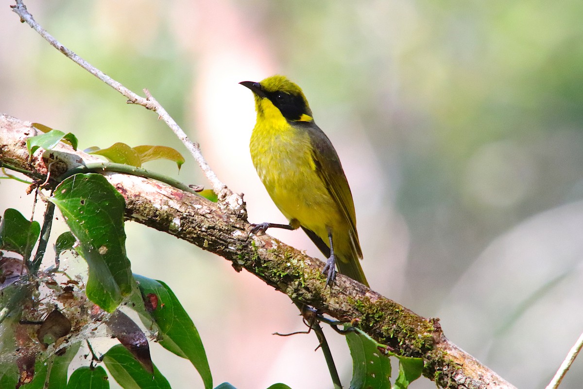 Yellow-tufted Honeyeater - ML641286860